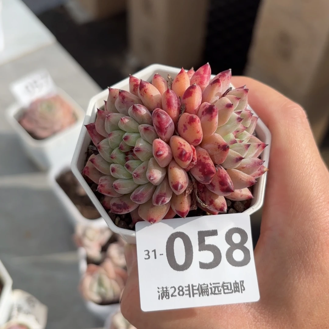 红精灵 一物一拍