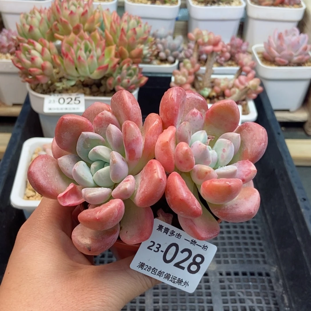 花斑露 一物一拍