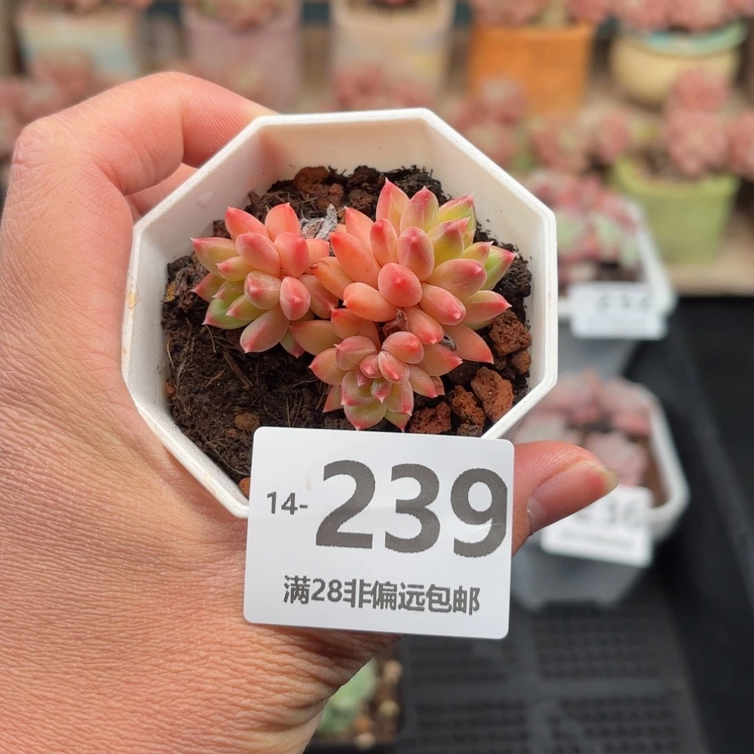 甲骨文 一物一拍