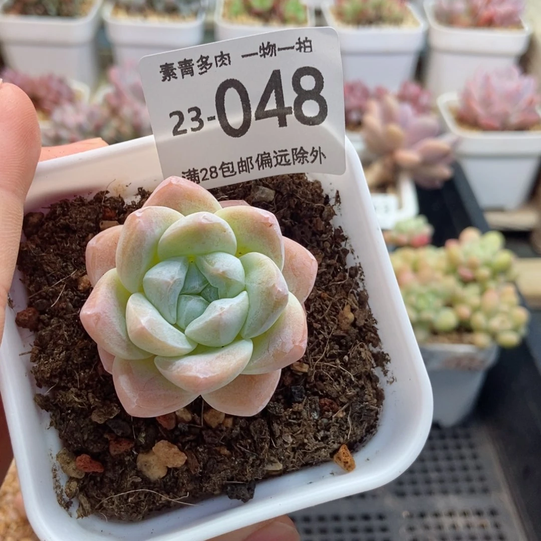 冰玉 一物一拍..