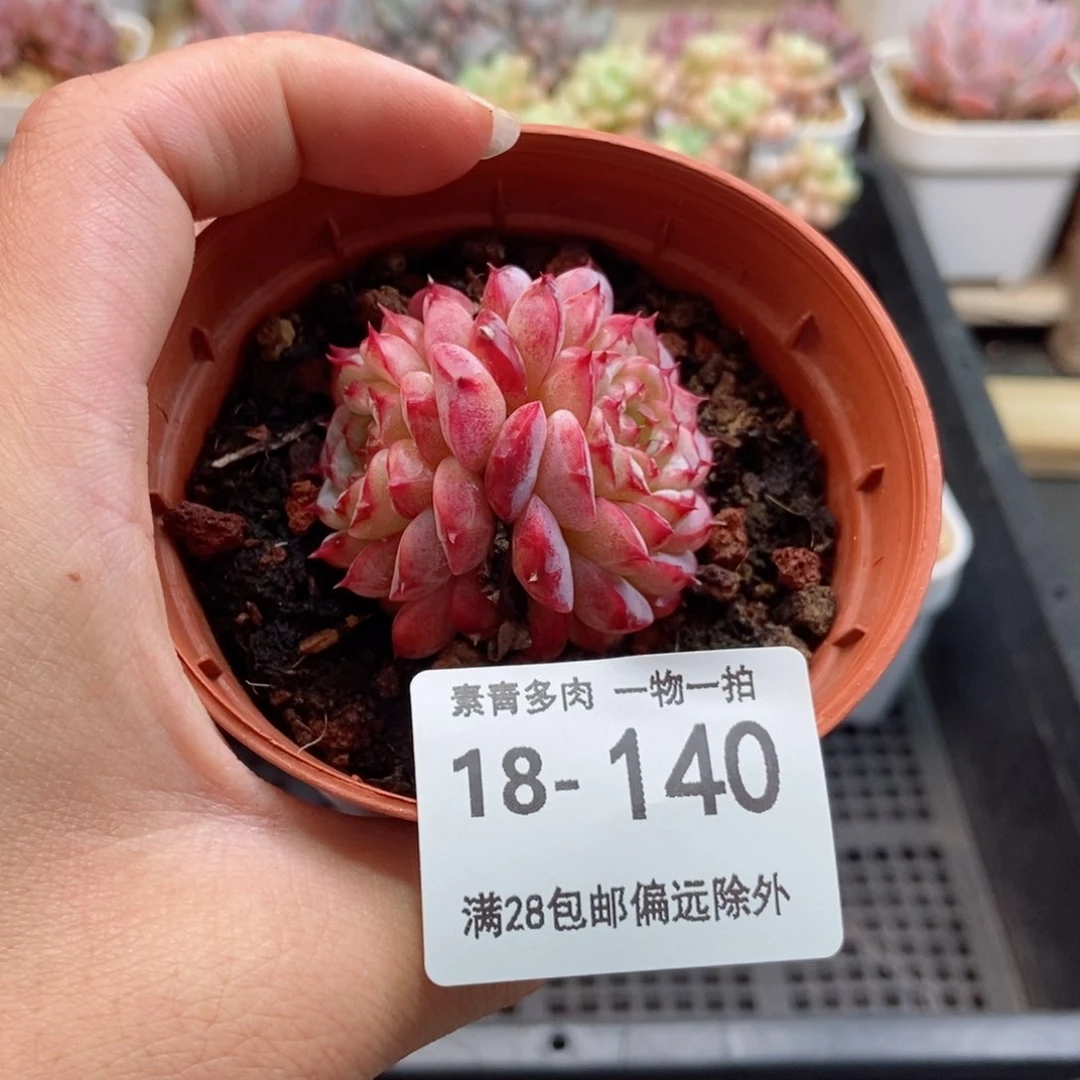 天鹅绒 一物一拍