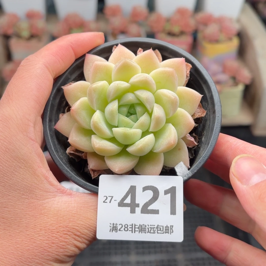 奶油美人 一物一拍