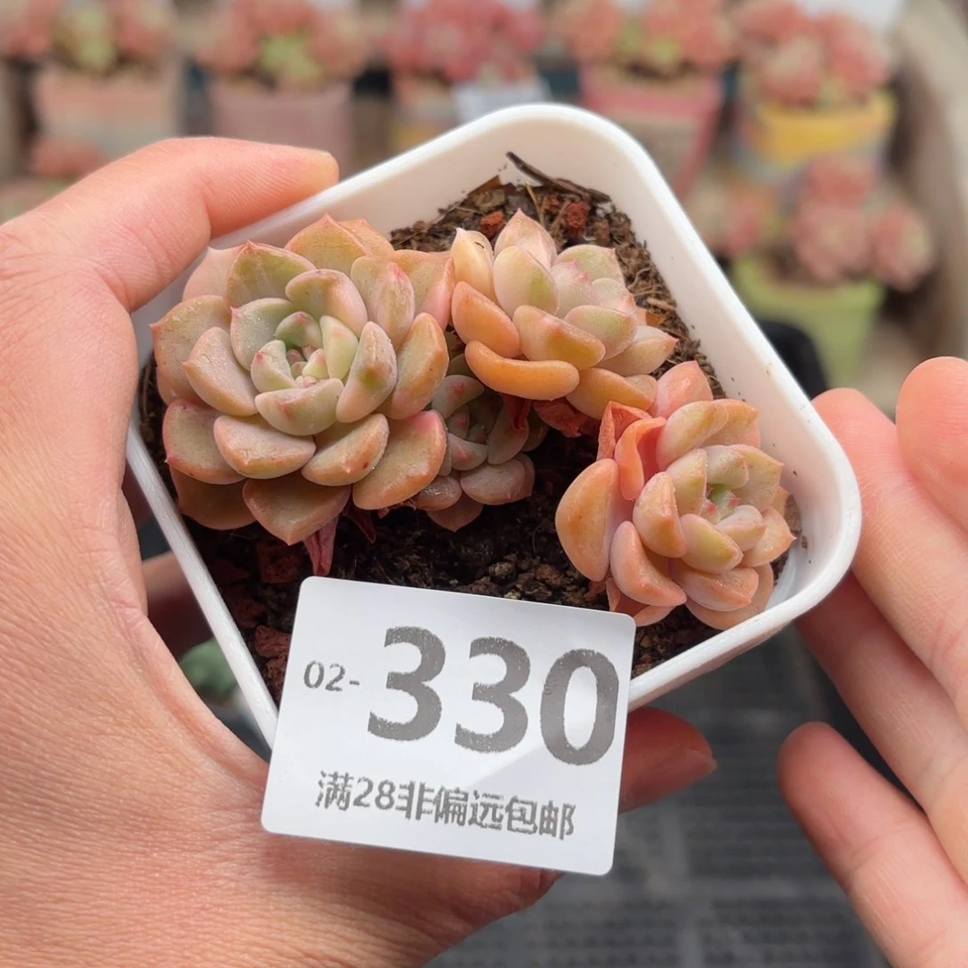 粉布偶 一物一拍