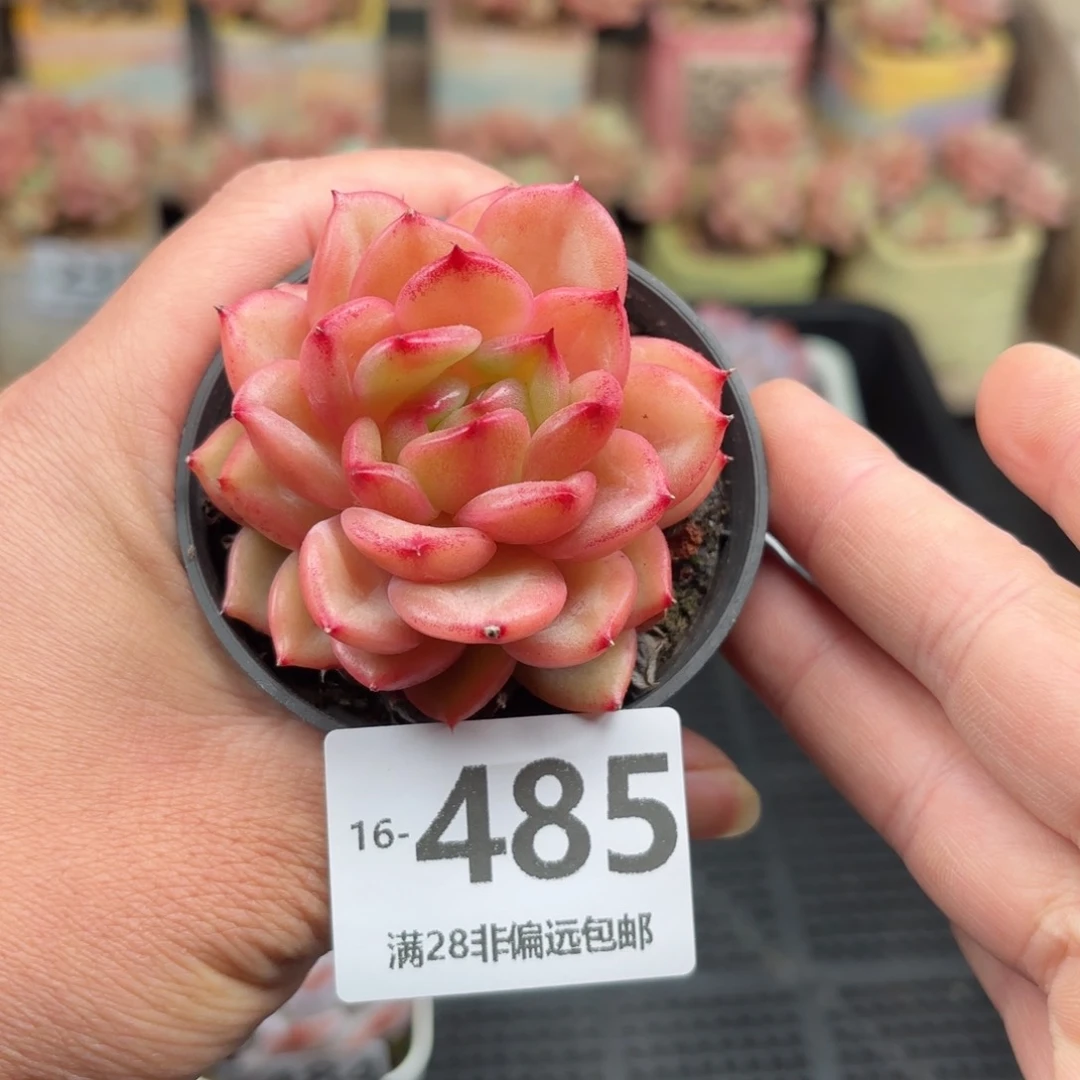 安可 一物一拍..