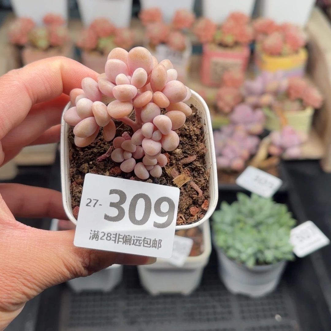 艾伦群 一物一拍