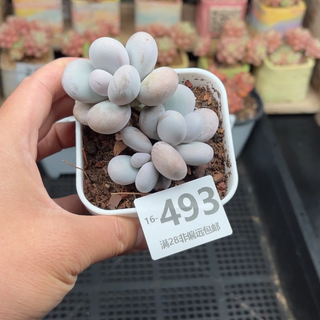 原始奶 一物一拍