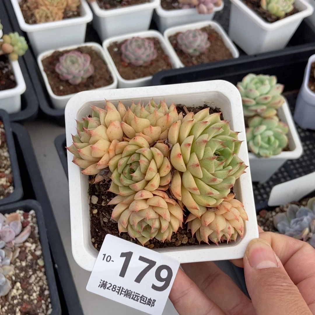 笨吧群 一物一拍