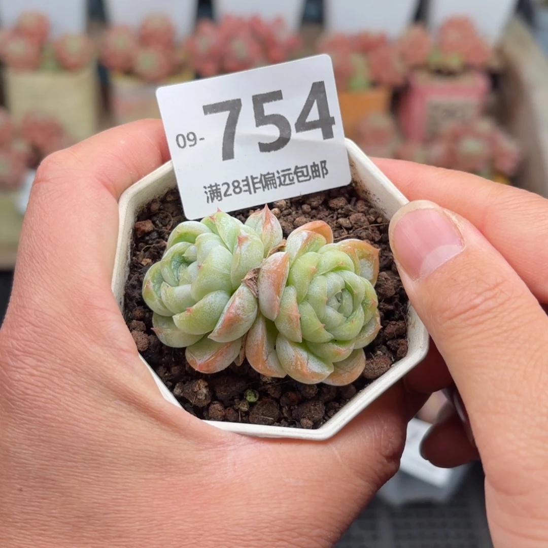 胖虎不包整 一物一拍