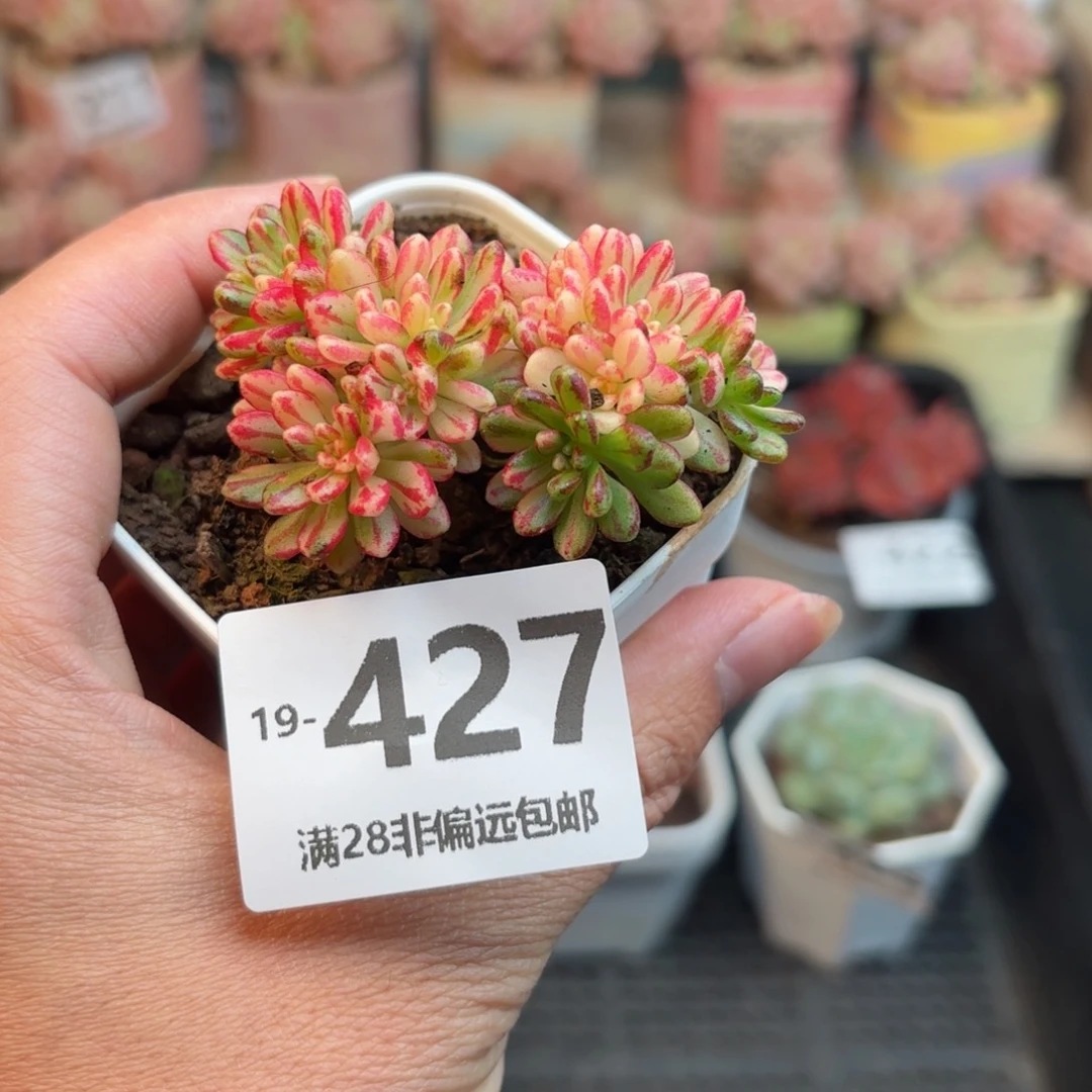 小人祭锦 一物一拍