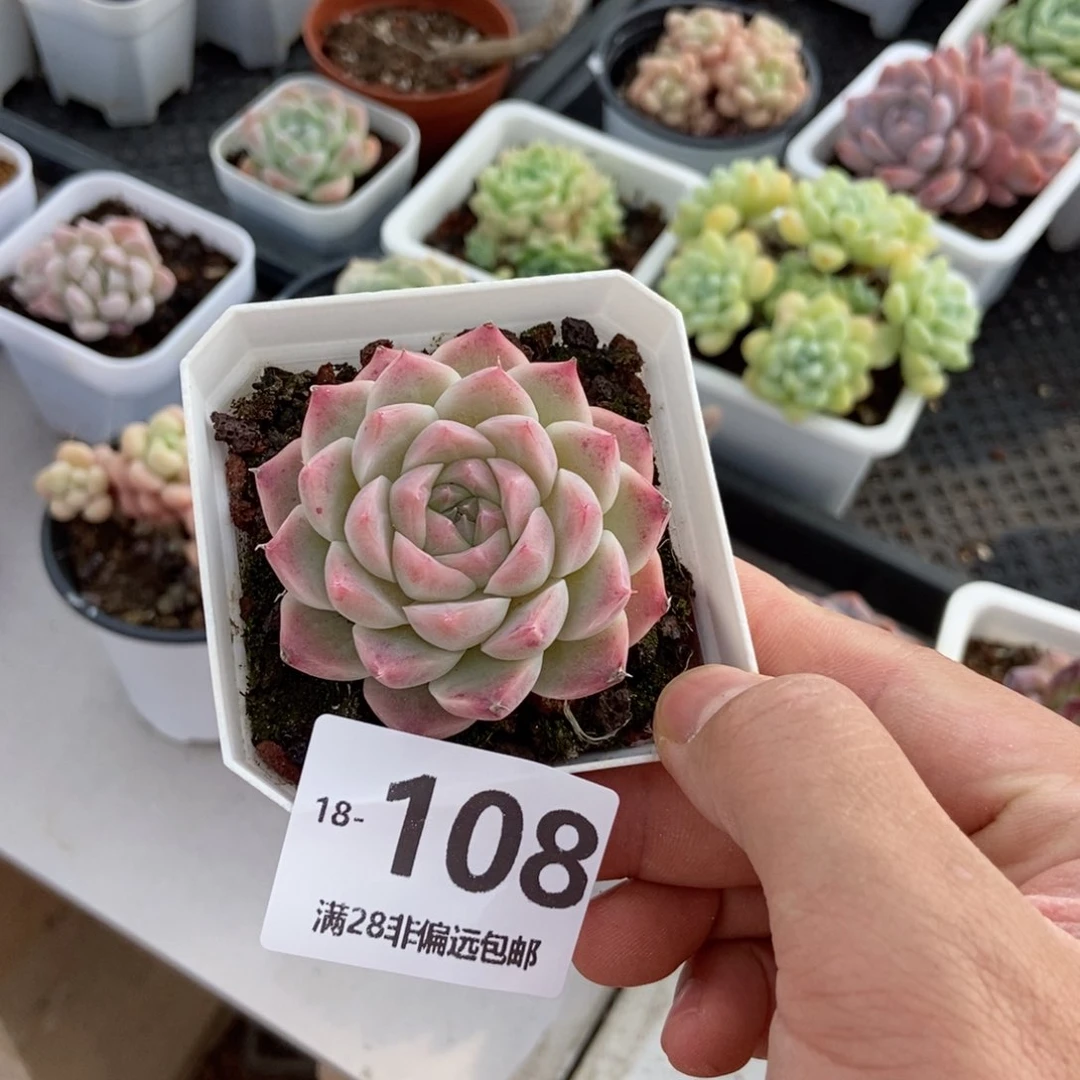 草莓熊 一物一拍