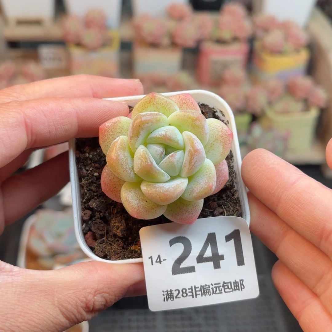 冰玉 一物一拍..