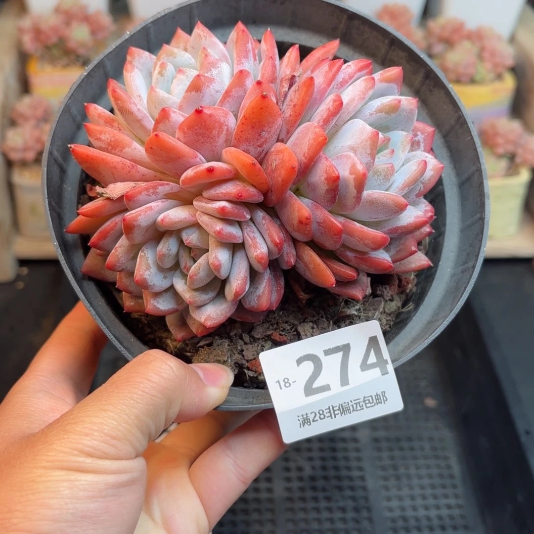 橙梦露 一物一拍