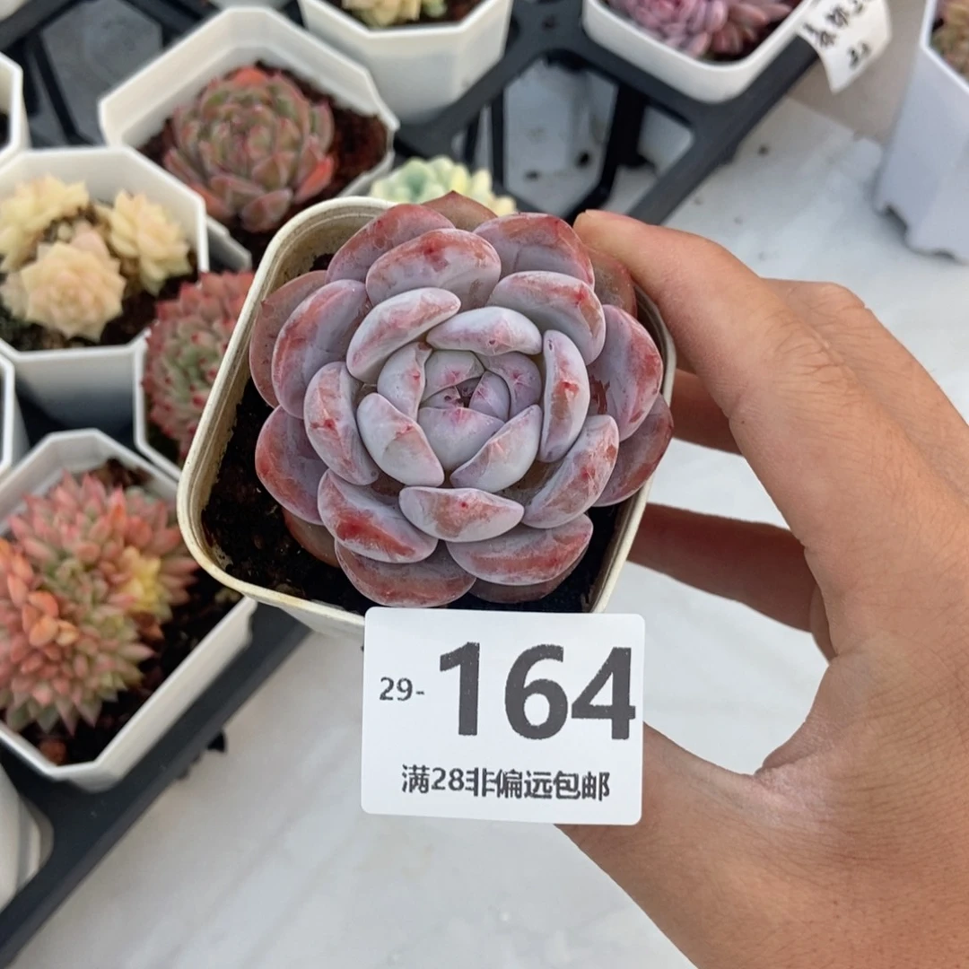 雪影 一物一拍..