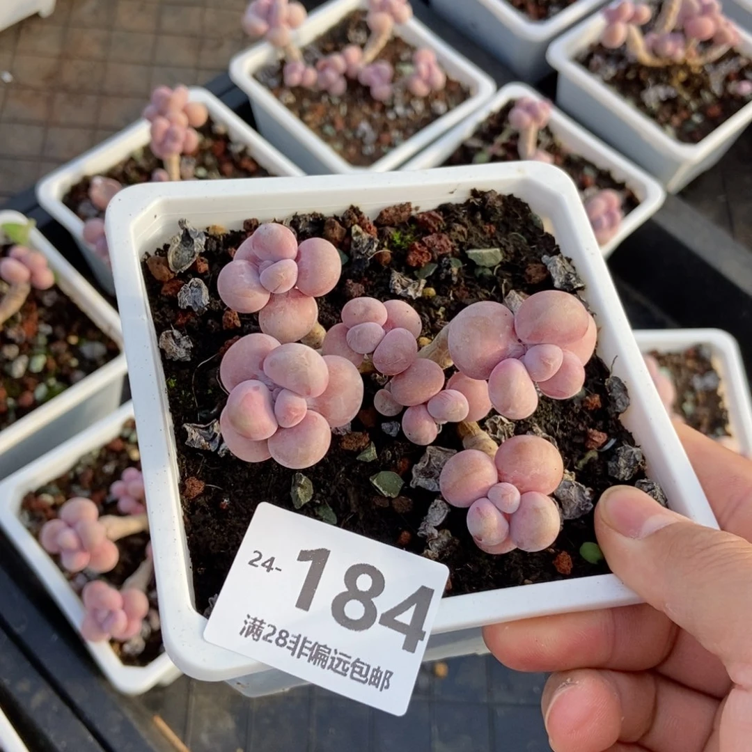 腰子蛋 一物一拍