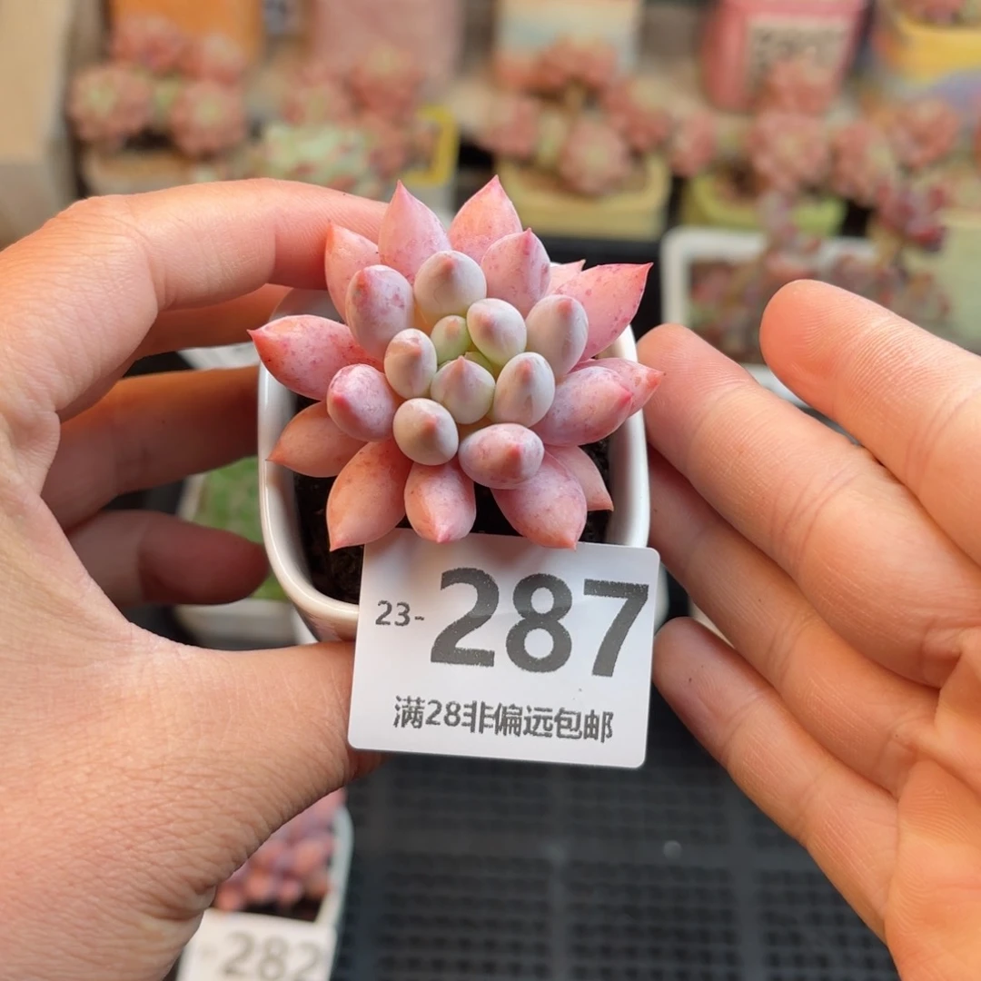 所罗门一物一拍..