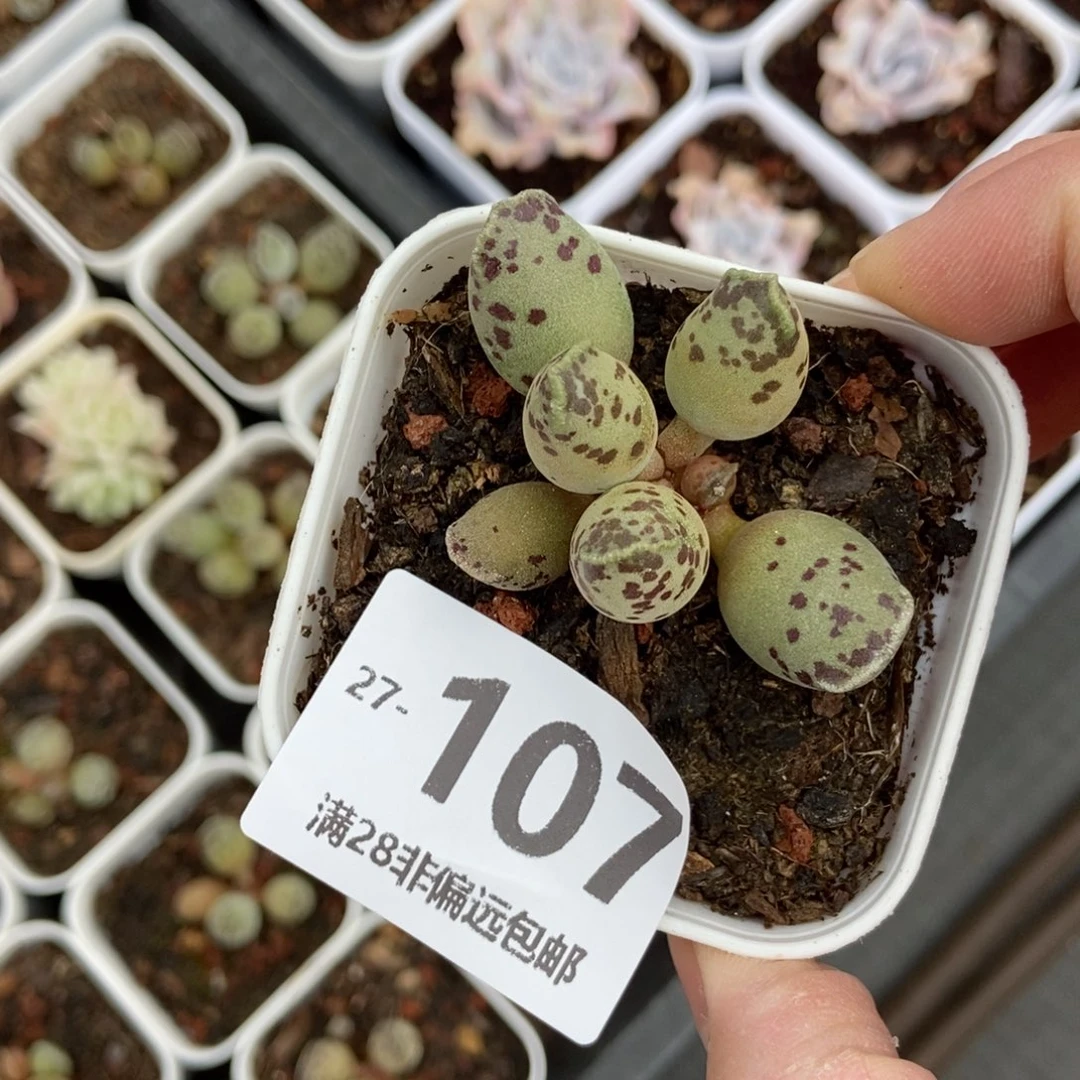 海豹 一物一拍..