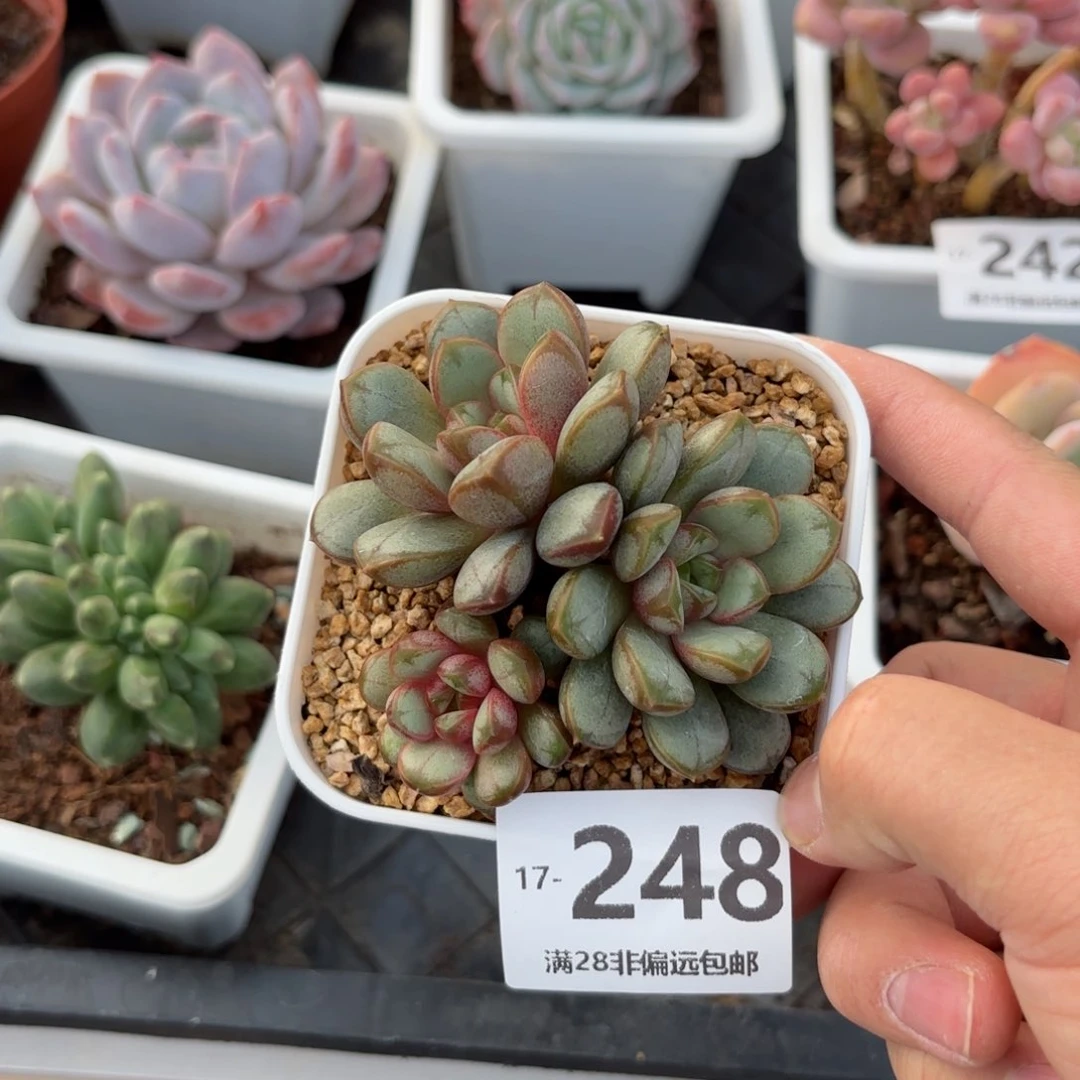 葡萄群 一物一拍