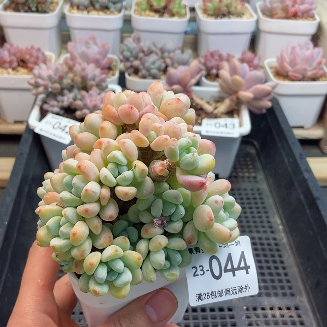 劳尔群 一物一拍