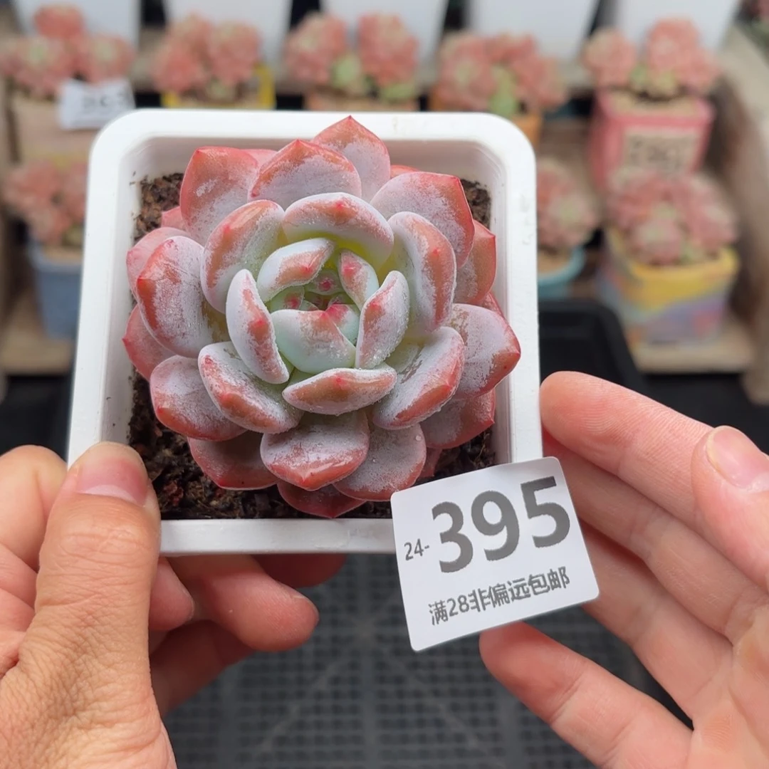 橙梦露 一物一拍