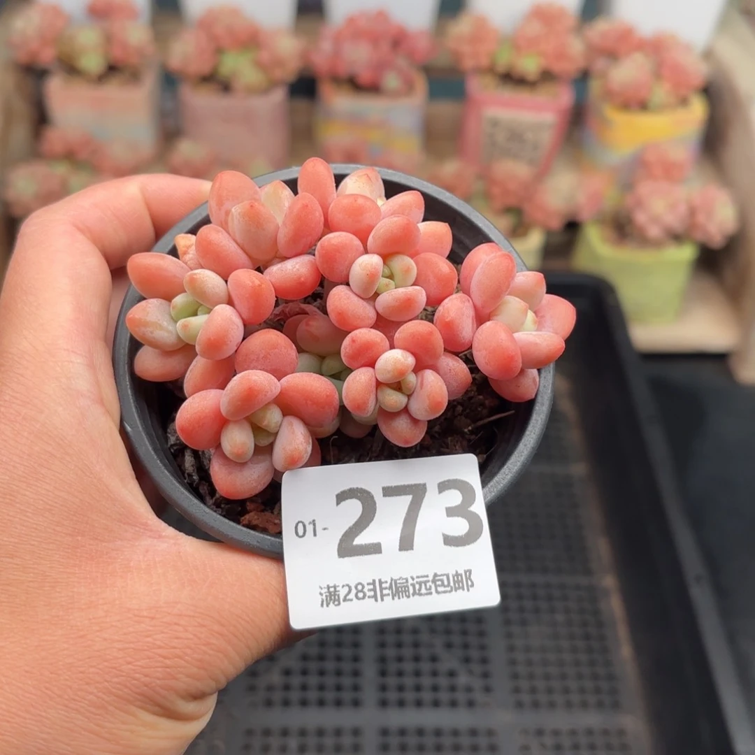 橘子洛神 一物一拍