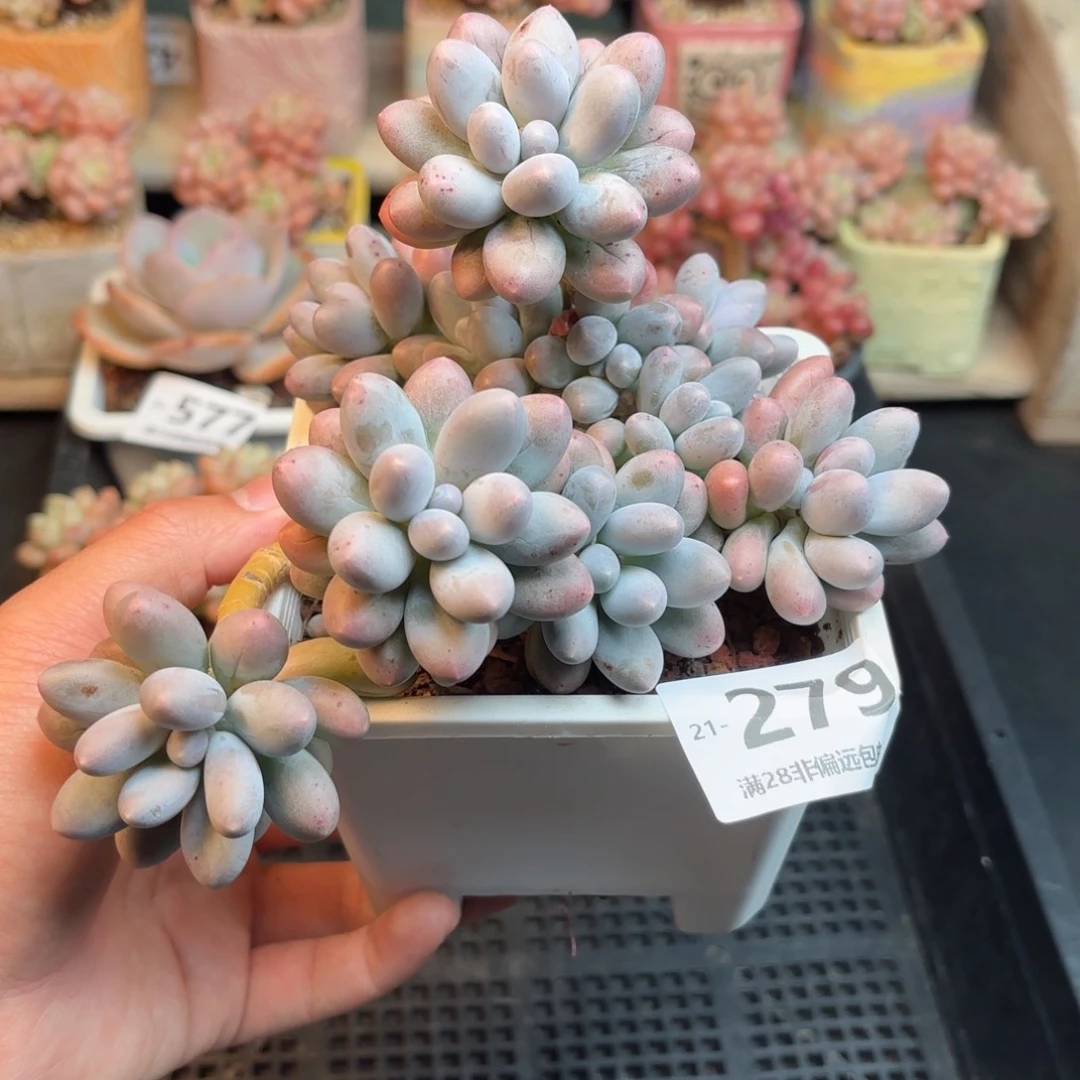 很***e汤圆群 一物一拍