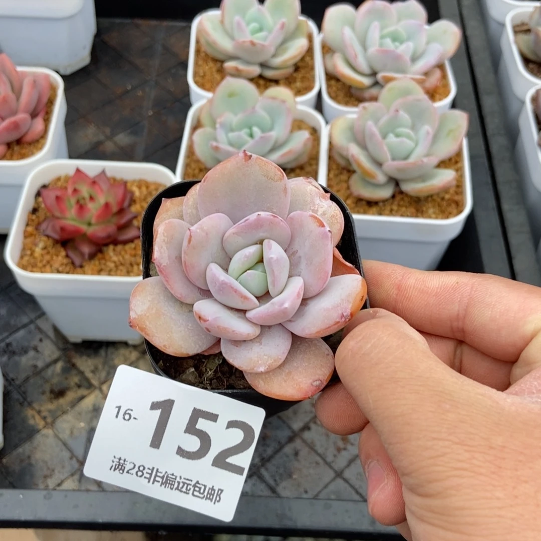 奶茶 一物一拍..