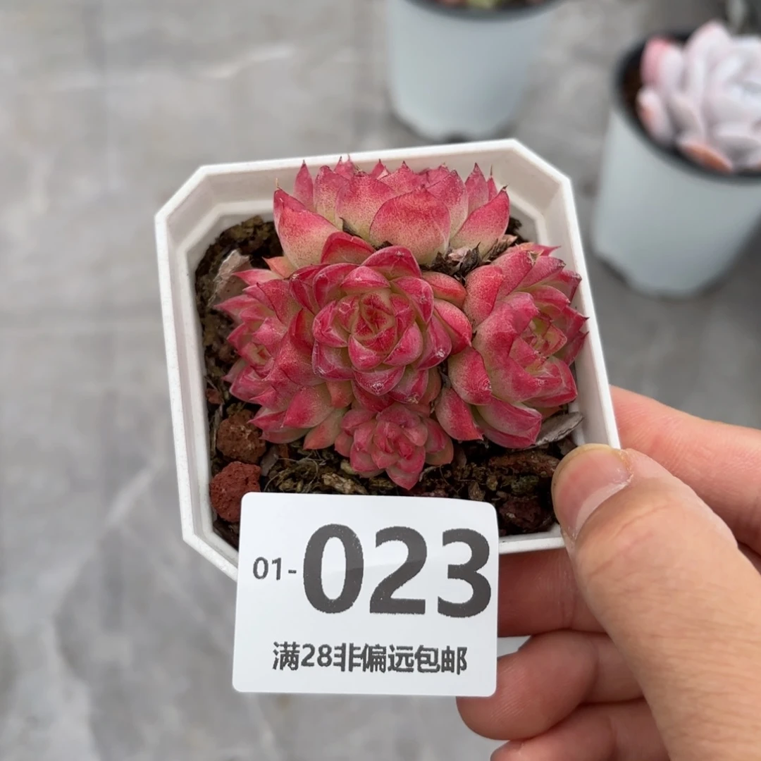 女王 一物一拍..