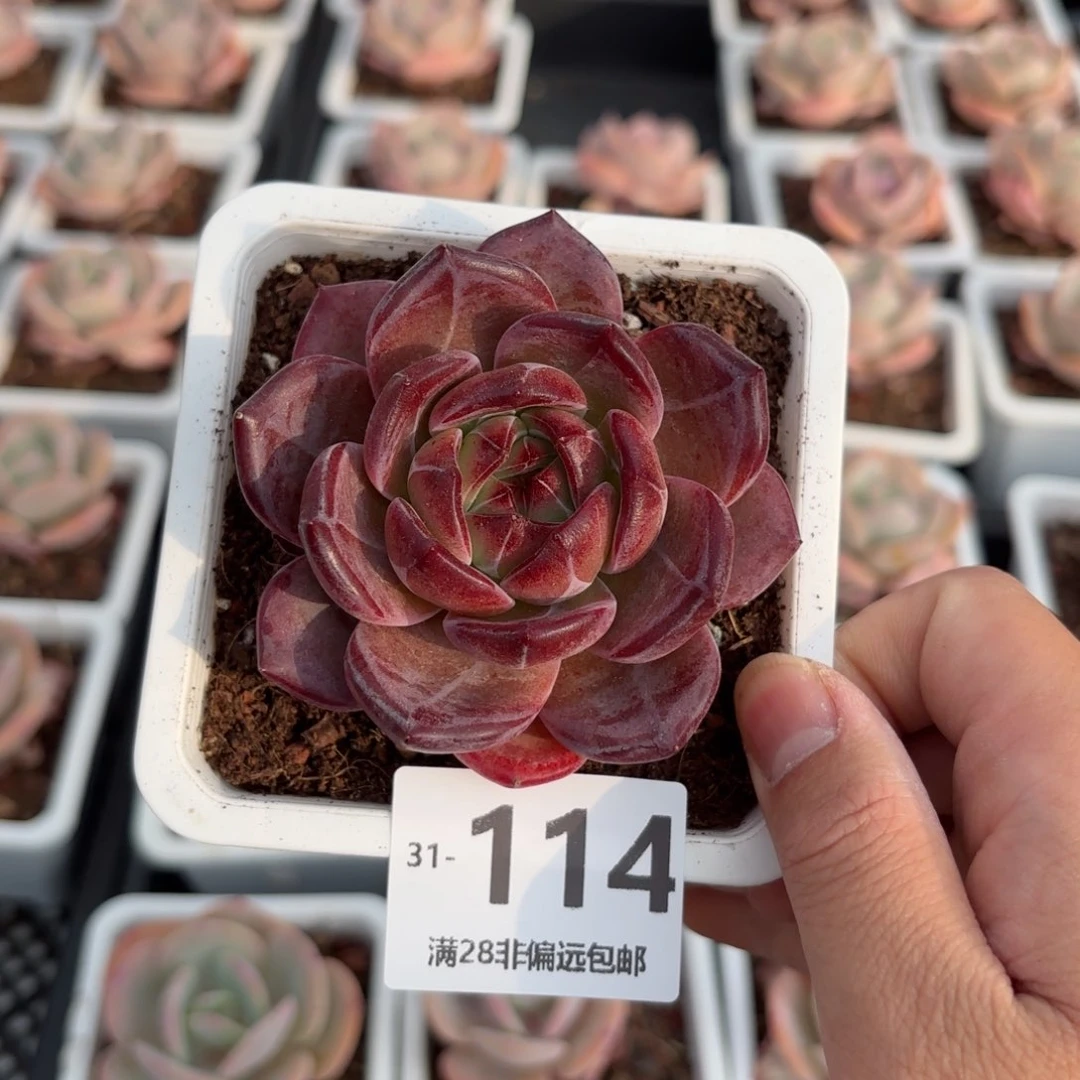 黑武士 一物一拍