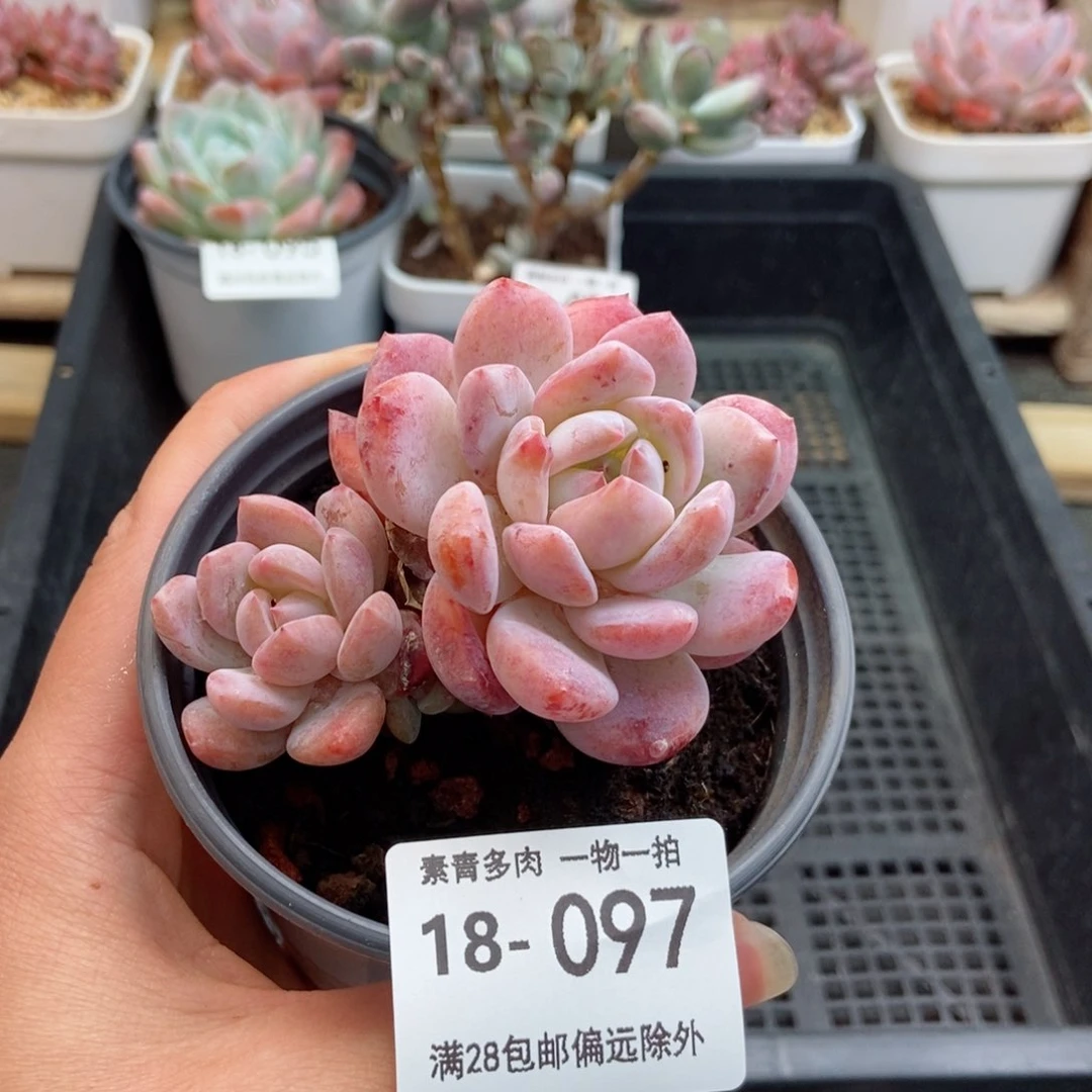 橙梦露 一物一拍
