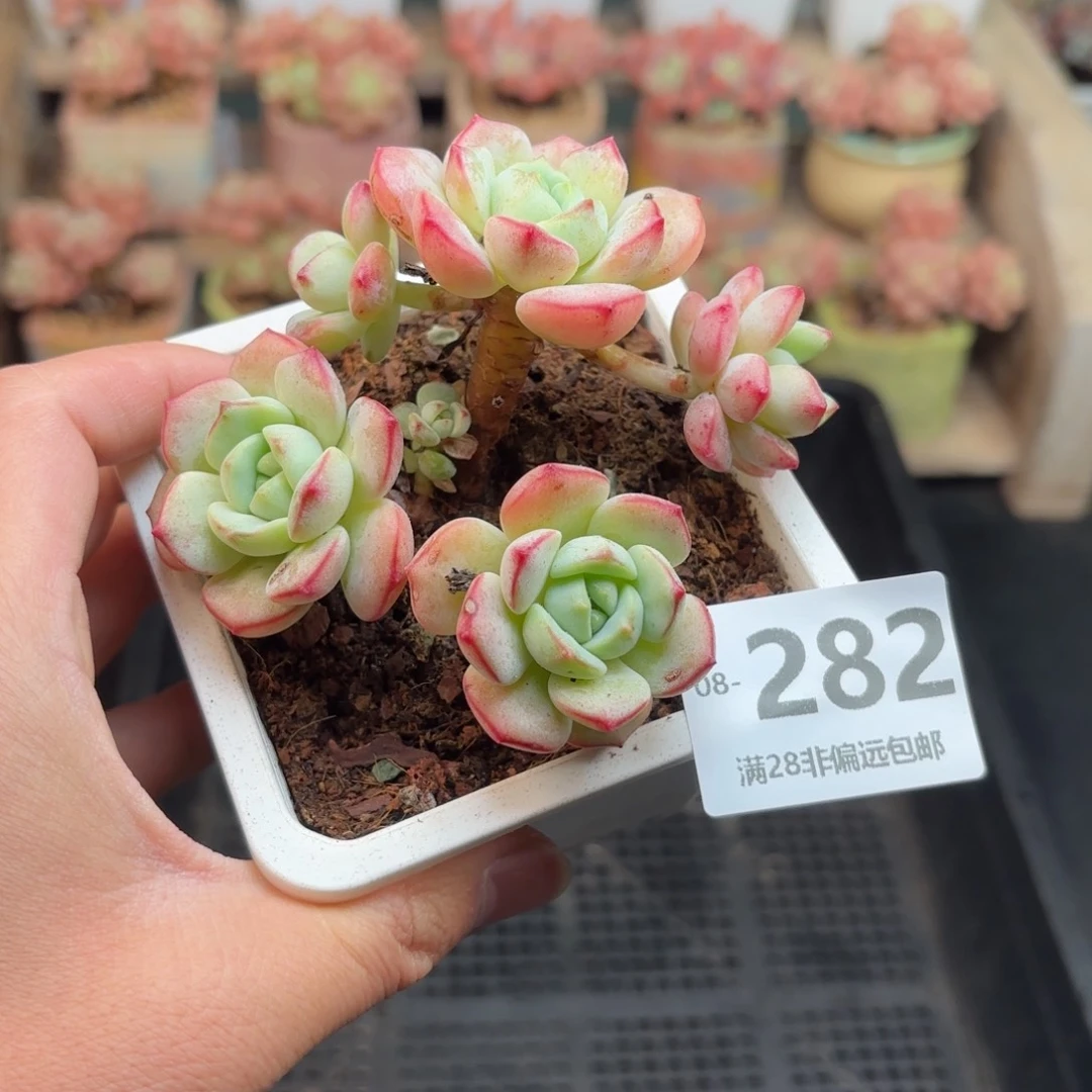 香草群 一物一拍