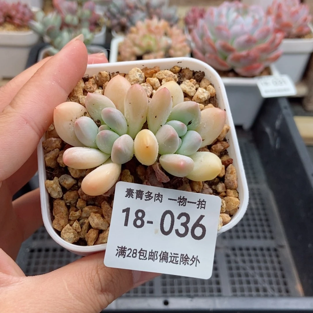 柠檬香水 一物一拍