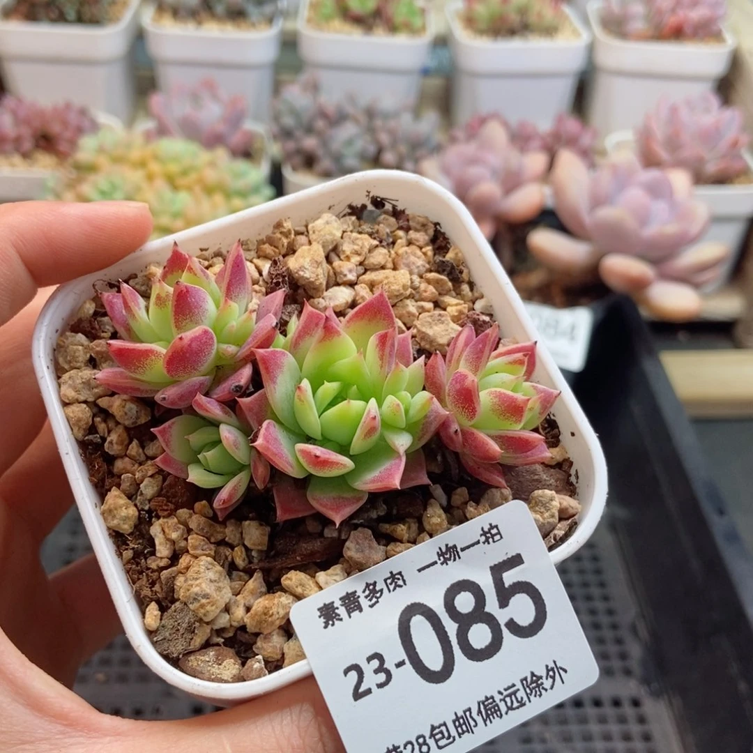 红曼莲 一物一拍