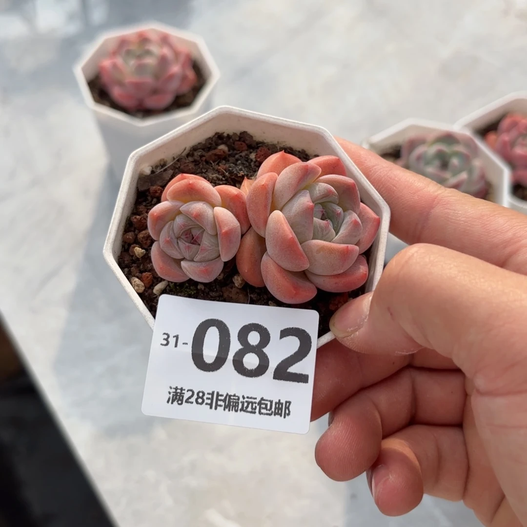 幻影不包整 一物一拍