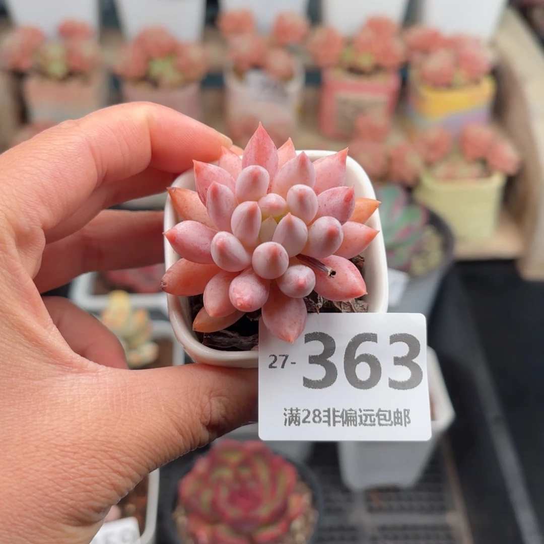 所罗门 一物一拍