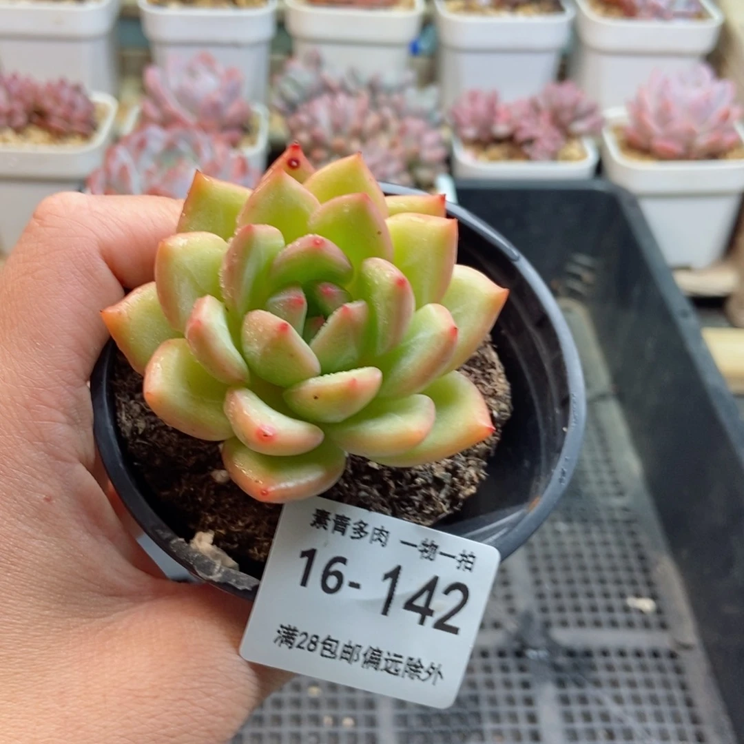 香槟 一物一拍..
