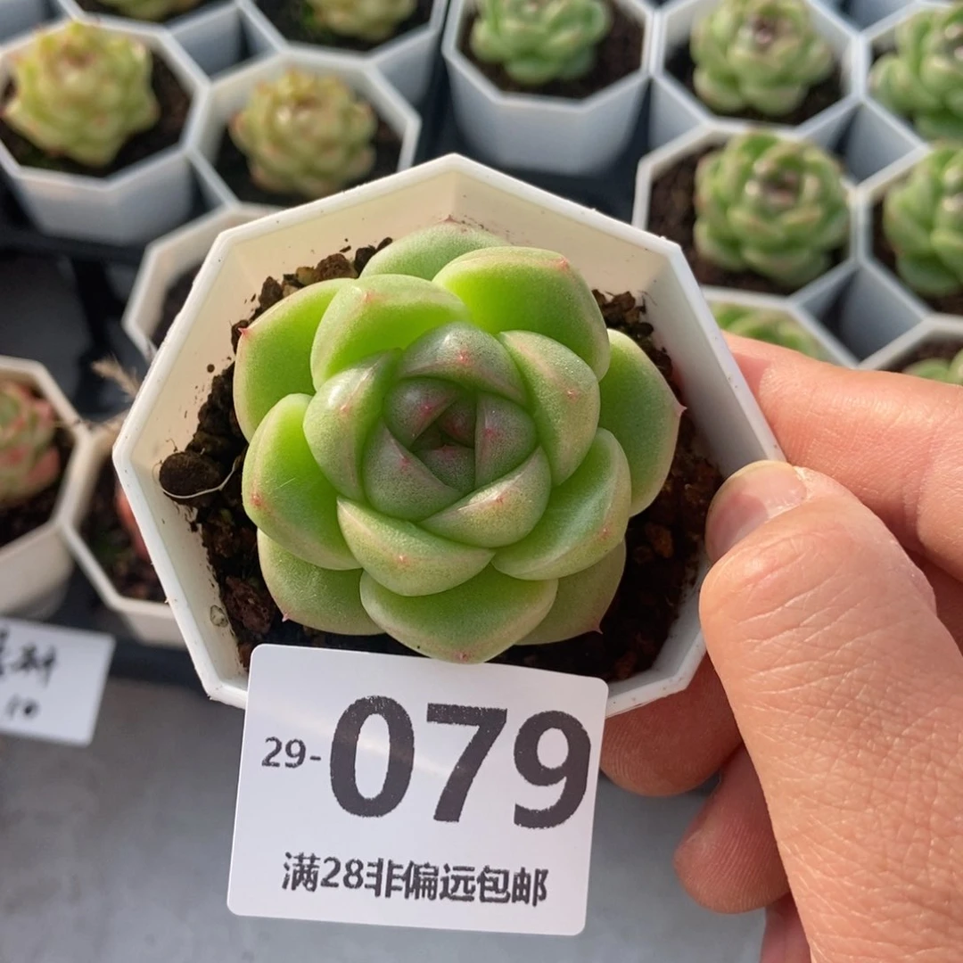 翡翠珍妮 一物一拍