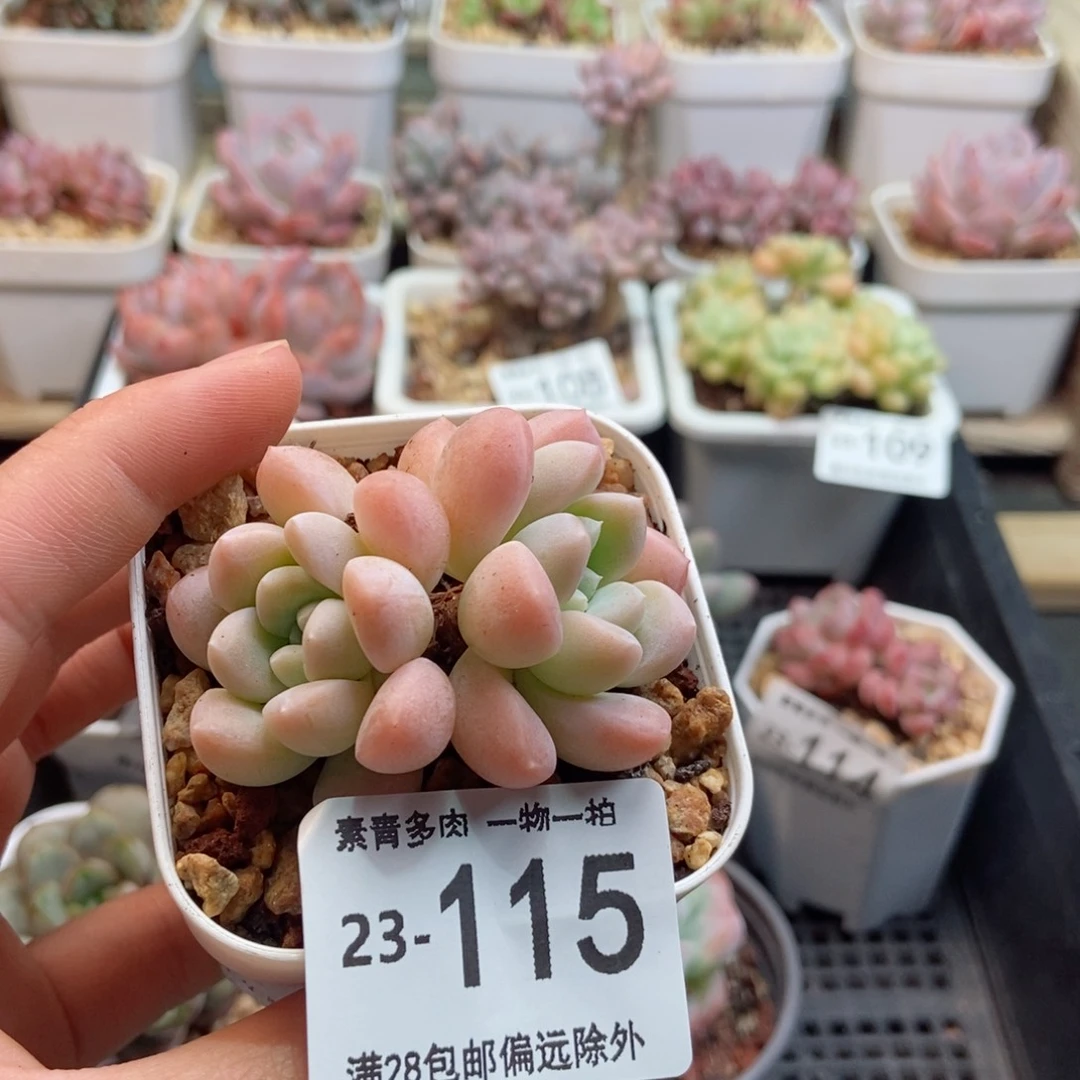 奶糖 一物一拍..