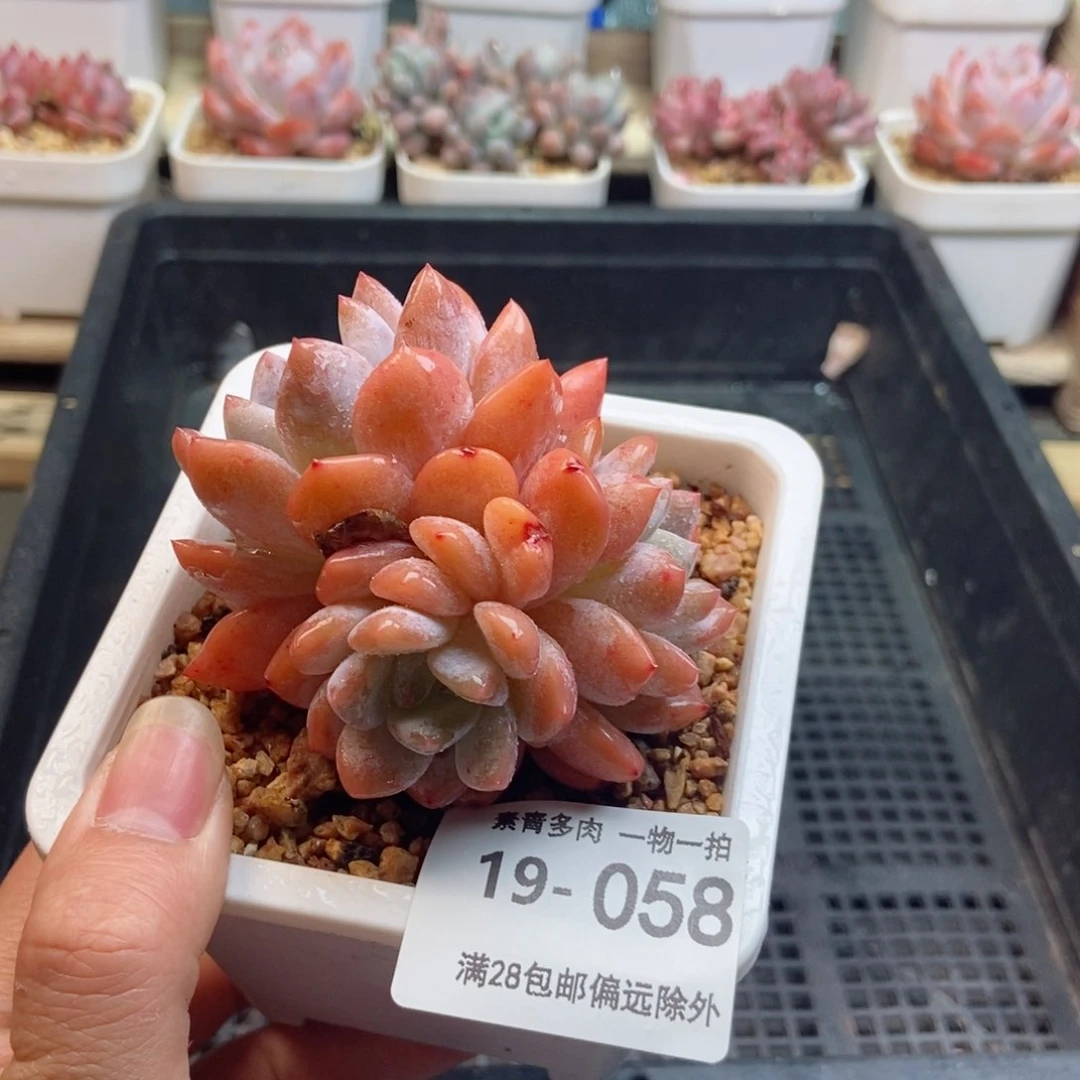 橙梦露 一物一拍