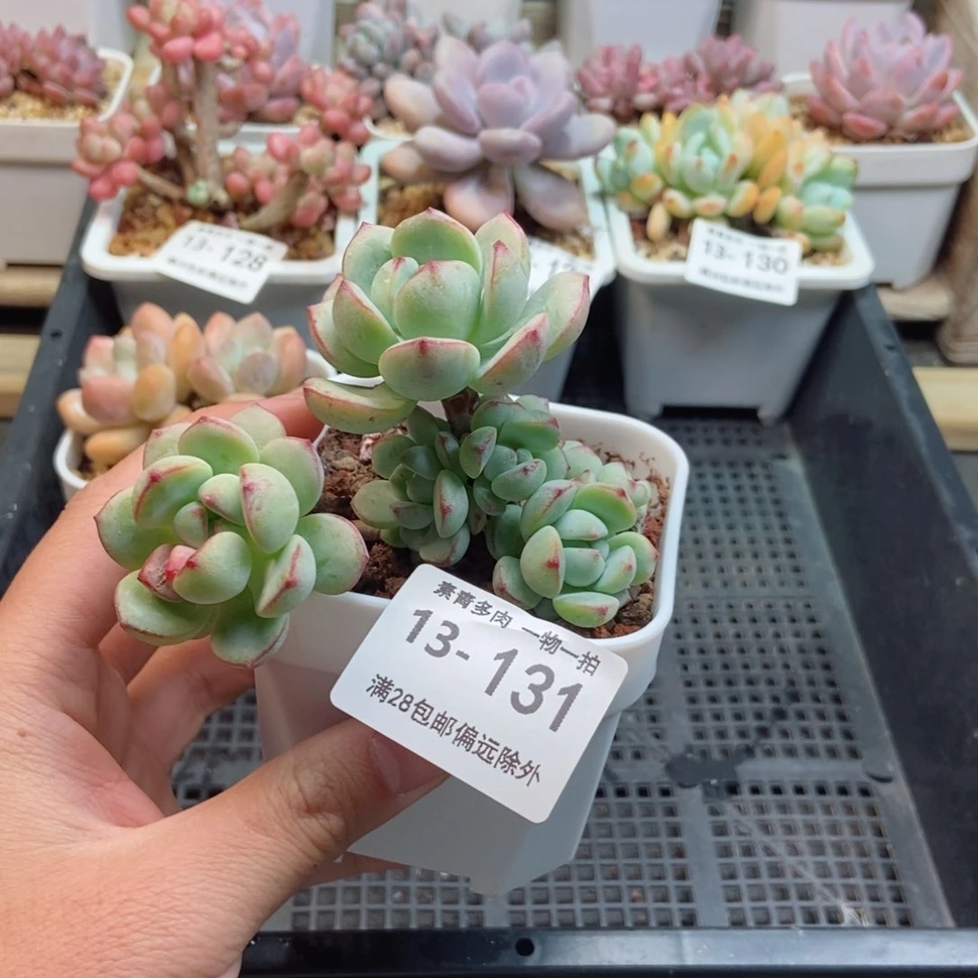 香草群 一物一拍