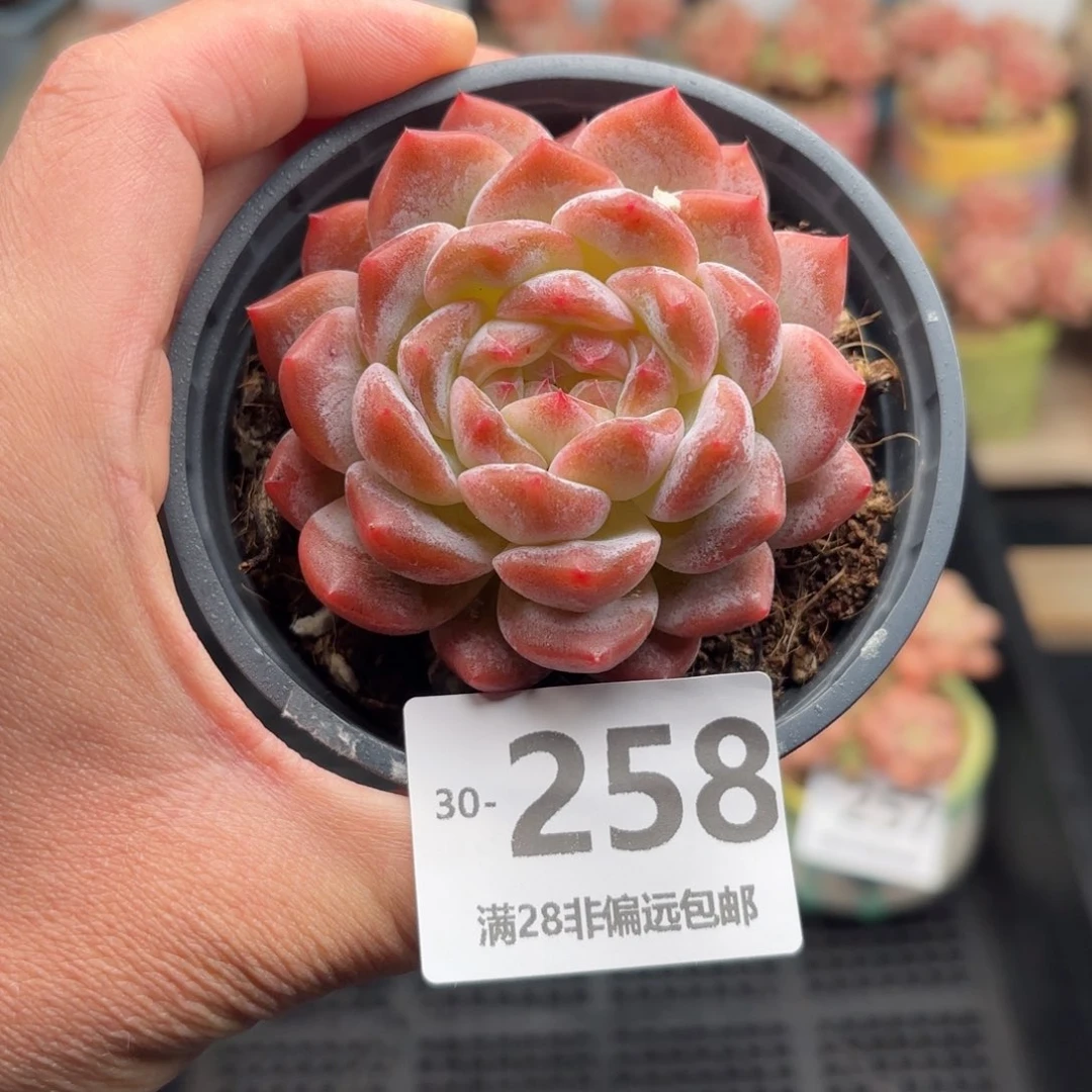 糯冰 一物一拍..