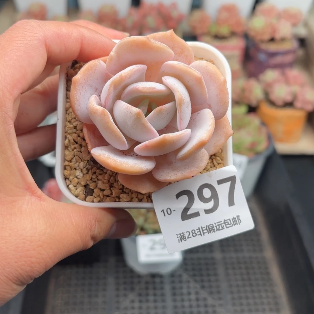 秋白霜 一物一拍