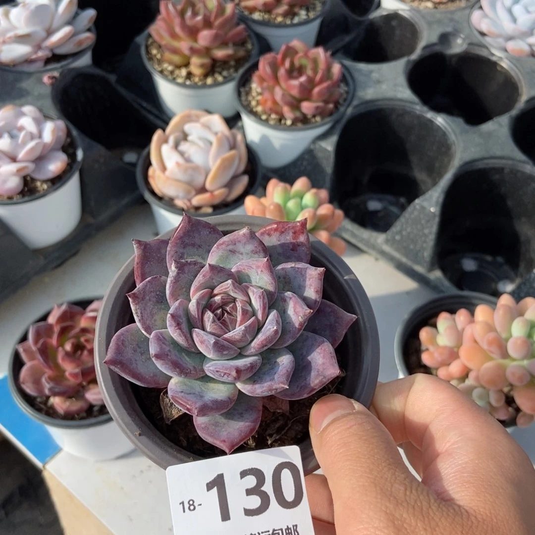 红拉糖 一物一拍