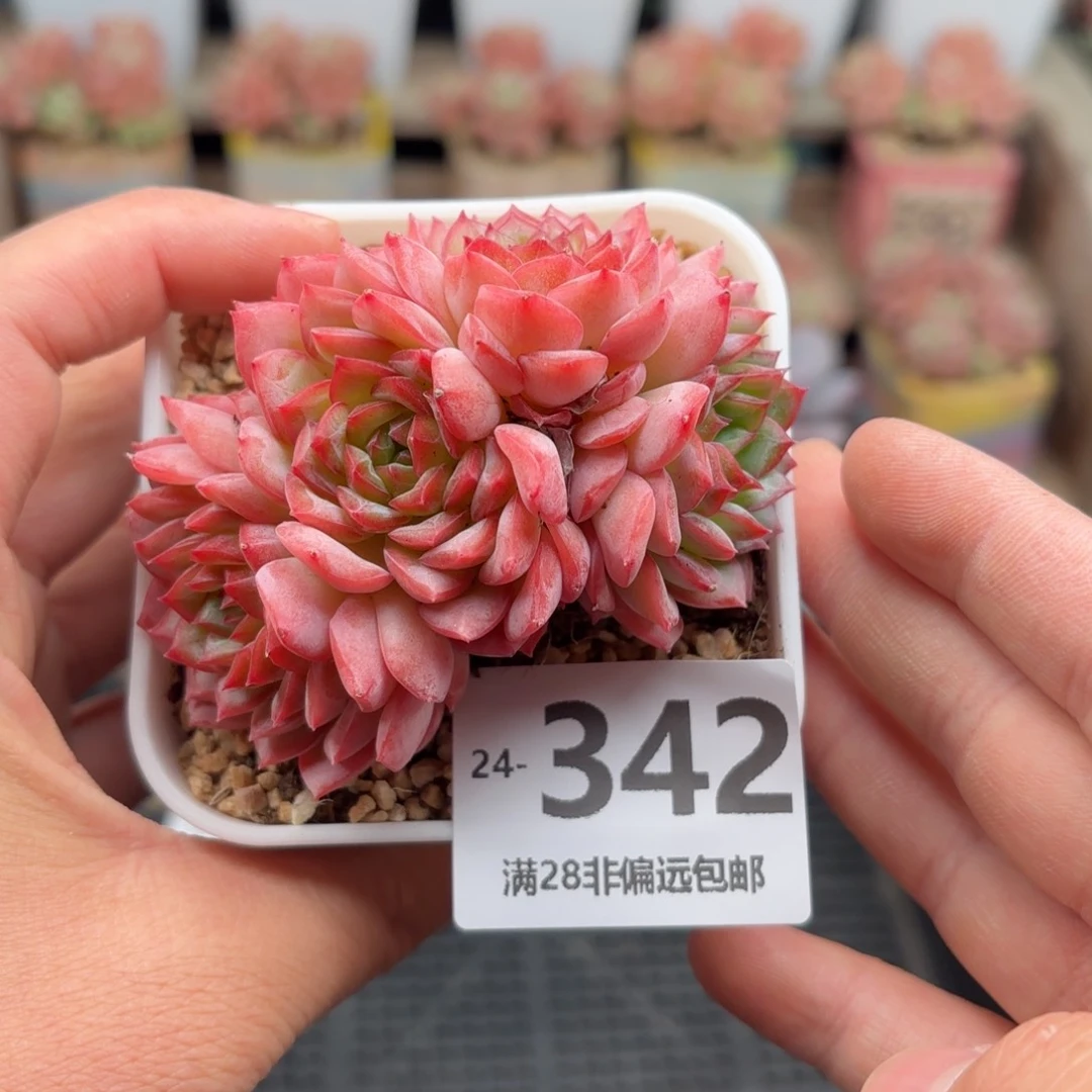 橘子冰 一物一拍