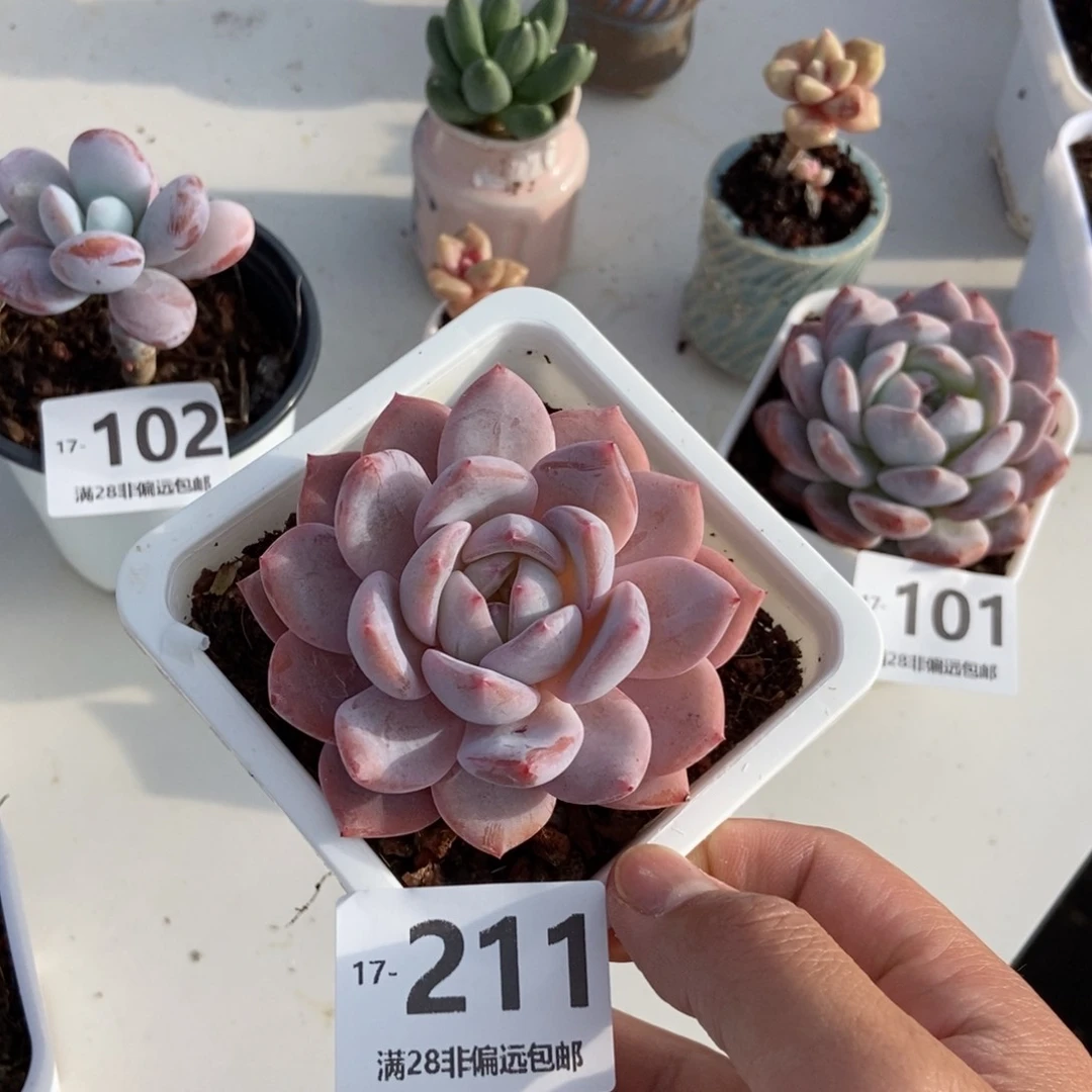 橙梦露 一物一拍