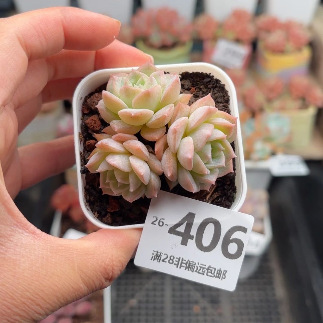 纯爱群 一物一拍