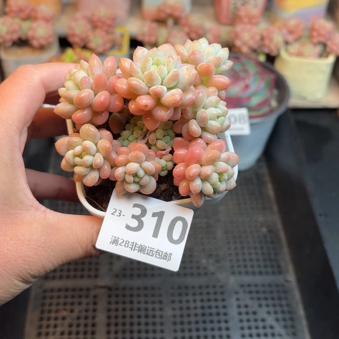 洛可可 一物一拍