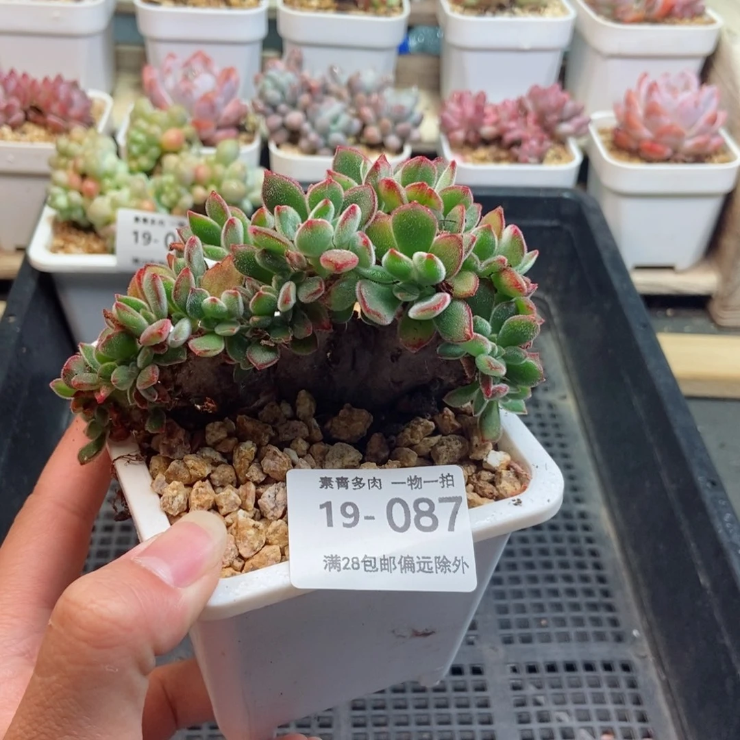 锦晃星 一物一拍
