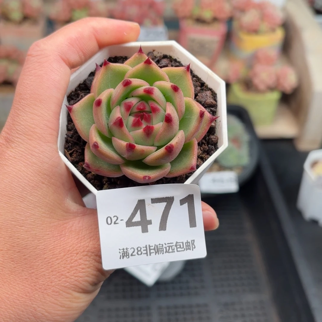 蓝龙 一物一拍..