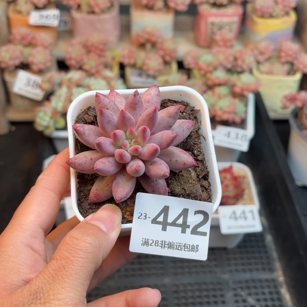 金鱼姬 一物一拍