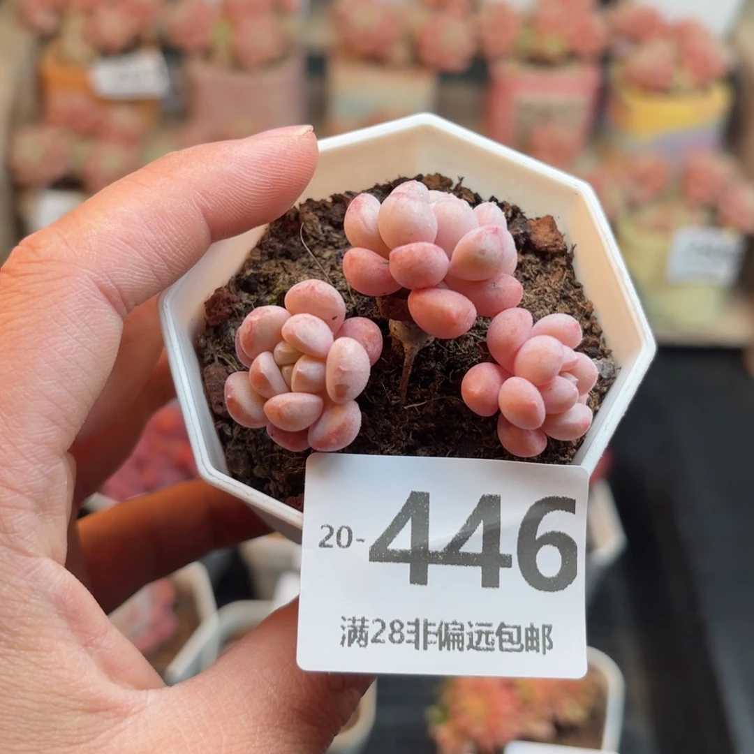 小红蛋 一物一拍